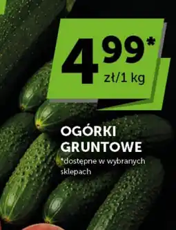 Groszek Ogórki gruntowe oferta