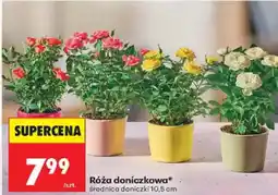 Biedronka Róża doniczkowa oferta