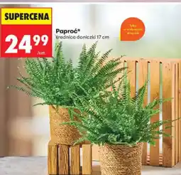 Biedronka Paproć oferta