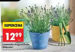 Biedronka Lawenda Angustifolia Hidcote oferta