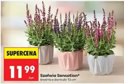 Biedronka Szałwia Sensation oferta