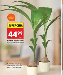 Biedronka Palma kokosowa oferta