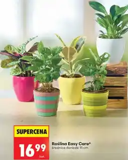 Biedronka Roślina Easy Care oferta