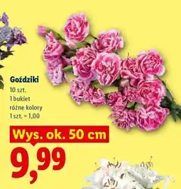Lidl Goździki oferta