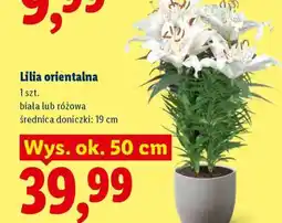 Lidl Lilia orientalna oferta