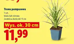 Lidl Trawa pampasowa oferta