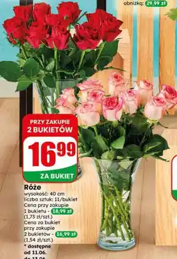Dino Róże oferta