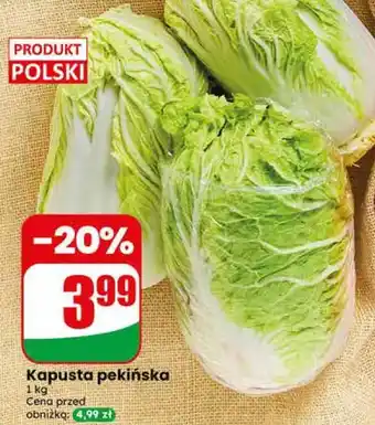 Dino Kapusta pekińska oferta