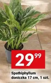 Twój Market Spathiphyllum doniczka 17 cm, 1 szt oferta