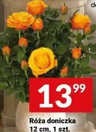 Twój Market Róża doniczkowa 12 cm, 1 szt oferta
