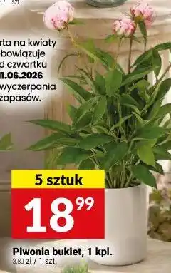 Twój Market Piwonia bukiet, 1 kpl oferta