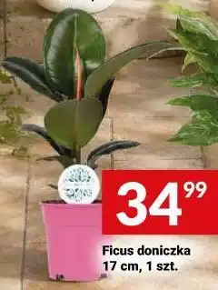 Twój Market Ficus doniczka 17 cm, 1 szt oferta