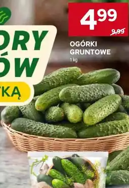 Stokrotka OGÓRKI GRUNTOWE oferta