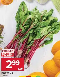 Stokrotka BOTWINA oferta