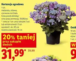 Lidl Hortensja ogrodowa oferta