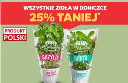 Netto Wszystkie zioła w doniczce oferta