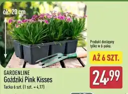 ALDI GARDENLINE Goździki Pink Kisses oferta