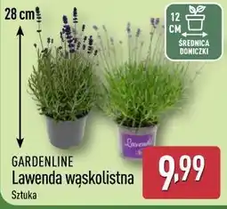 ALDI GARDENLINE Lawenda wąskolistna oferta