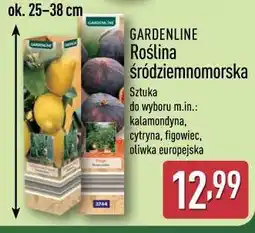 ALDI GARDENLINE Roślina śródziemnomorska oferta