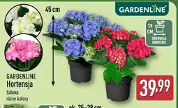 ALDI GARDENLINE Hortensja oferta