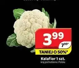 Delfin Kalafior oferta