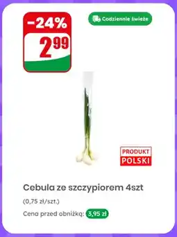 Dino Cebula ze szczypiorem polska 4-pak oferta
