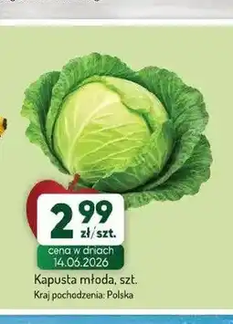 Avita Kapusta młoda oferta