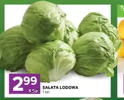 Stokrotka Sałata lodowa oferta