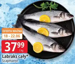 E.Leclerc Labraks cały* Scapmaree oferta