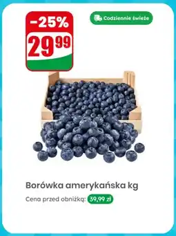 Dino Borówka amerykańska oferta