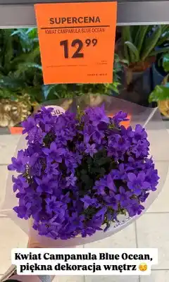 Biedronka Kwiat Campanula Blue Ocean oferta