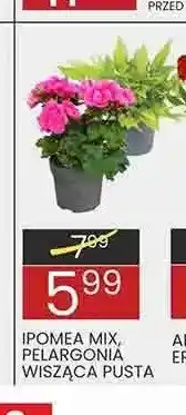 Wafelek Kwiat Ipomea mix oferta