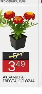 Wafelek Kwiat Celozja oferta