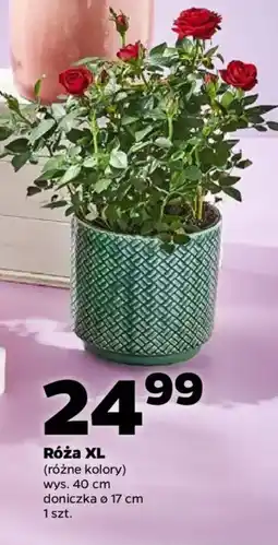 Netto Róża XL oferta