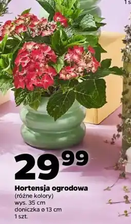 Netto Hortensja ogrodowa oferta
