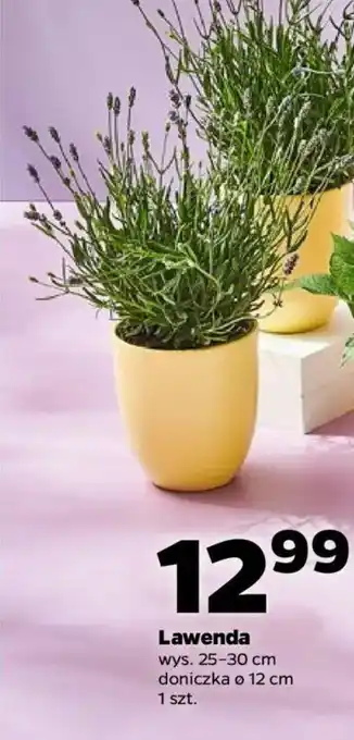 Netto Lawenda oferta
