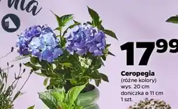 Netto Ceropegia oferta