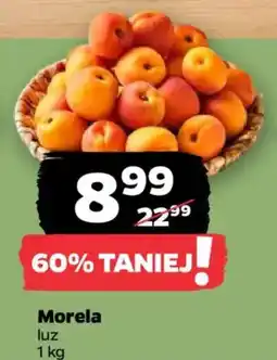 Netto Morela oferta