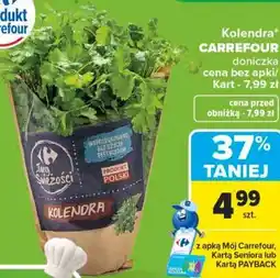Carrefour Kolendra Carrefour doniczka oferta