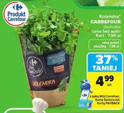 Carrefour Kolendra doniczka Carrefour oferta
