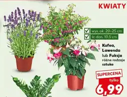 Kaufland Kufea, Lawenda lub Fuksja oferta