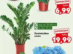Kaufland Zamiokulkas oferta