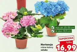 Kaufland Hortensja oferta