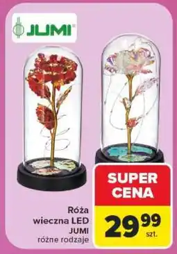Carrefour Róża wieczna LED oferta