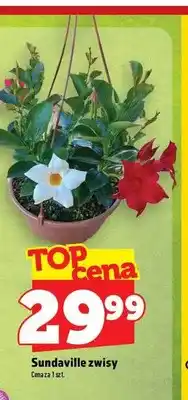 Topaz Sundaville zwisy oferta