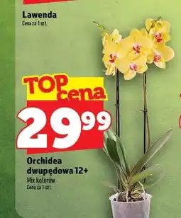 Topaz Orchidea dwupędowa 12+ oferta