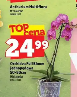 Topaz Orchidea Full Bloom jednopędowa 50-80 cm oferta