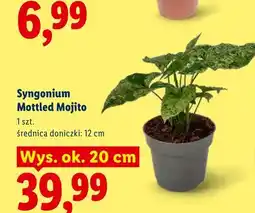 Lidl Syngonium Mottled Mojito wys. ok. 20 cm oferta