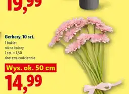 Lidl Gerbery 10-pak wys. ok. 50 cm oferta