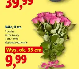 Lidl Róże 11-pak wys. ok. 35 cm oferta